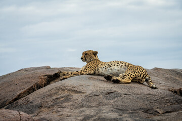 Cheetah on Rock in Serengeti National Park