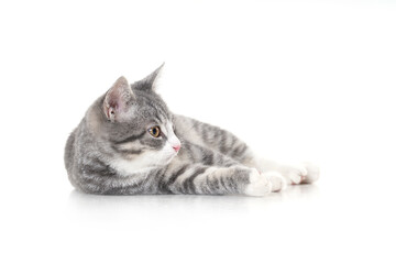 Funny small tabby gray kitten with beautiful big yellow eyes isolated on white background. Lovely fluffy cat is playing in studio.