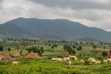 African village in Nigeria near capitol city of Abuja. Traditional African houses made of mud walls...