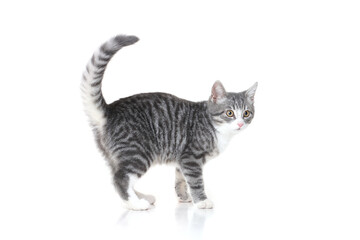 Funny small tabby gray kitten with beautiful big yellow eyes isolated on white background. Lovely fluffy cat is playing in studio.