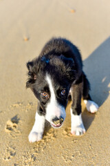 Cute portrait of a young border collie on the beach