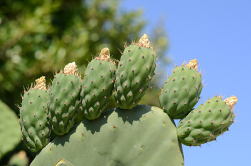 Cactus with young sprouts close up against the blue sky