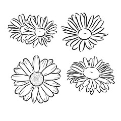 Daisy flower line art drawing. Vector hand drawn engraved illustration. Wild Chamomile black ink sketch. Wild botanical garden bloom. Great for tea packaging, label, icon, greeting cards, decor