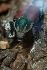 Goldhead beetle in a terrarium.