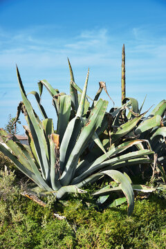 Cactus Agape Mediterranean Plants Wild Fennel 