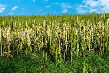 Feld mit Acker-Senf