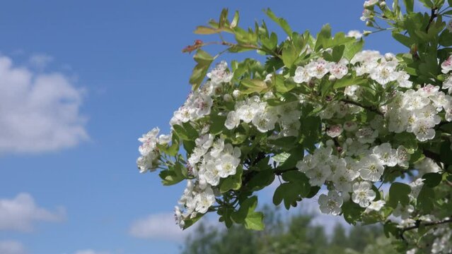 Hawthorn (Crataegus monogyna) flowers on a twig swaying in the wind, is a  shrub or small tree known as one-seed hawthorn, or single-seeded hawthorn. Spring background.  
