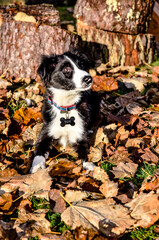 Fototapeta premium Cute portrait of a young border collie playing in the fallen leaves in autumn 