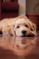 golden retriever puppy