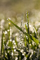 grüne Grashalme mit Wasser Tau Tropfen in Morgen sonne im Frühling auf der Wiese
