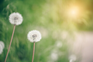 Beautiful spring background with fluffy dandelion in sunlight on a blurred green background . Selective focus, copy space