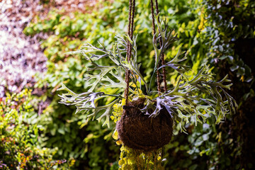 Obraz premium A plant that absorbs moisture from the air.