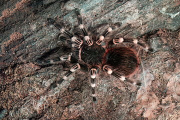 Adult spider sklipkan top view.