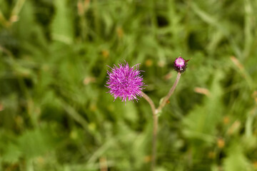 Clover Flower on green background
