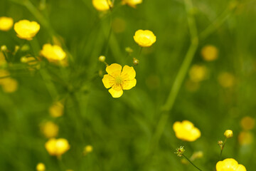 Сelandine flower. Beautiful yellow Сelandine flower. 