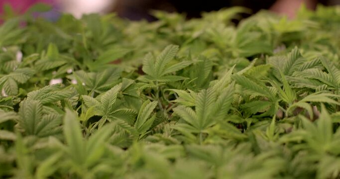 Close-up of small green plants. Medicinal marijuana seedling of feminized and autoflowering varieties. Scientific research on cannabis safety and therapeutic potential.