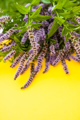 Fresh mint flowers for cosmetic products or herbal tea.