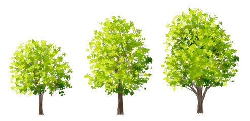 Obraz premium Vector watercolor of tree side view isolated on white background for landscape and architecture drawing, elements for environment and garden, painting botanical for section