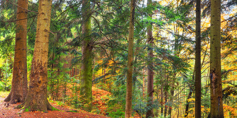Autumn landscape - view of autumn forest in mountainous area in early morning, Carpathians, Ukraine