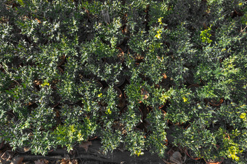 Fototapeta premium Top view of many pots with greenery seedling of fruit and veggie bushes in large greenhouse. Eco farming and cultivation