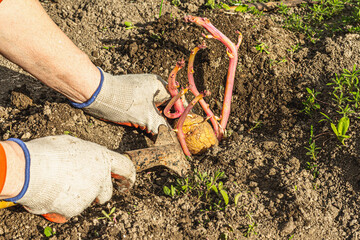 Obraz premium Gardening conceptual background. Woman's hands planting potatoes in to the soil. Spring season