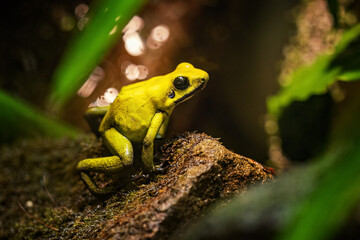 A yellow frog kept in a terrarium.