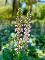 Seville in the Spring
