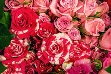 Red, pink roses, top view. Background, love, valentine's day