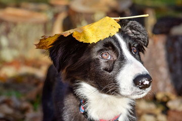 Cute portrait of a young border collie playing in the fallen leaves in autumn
