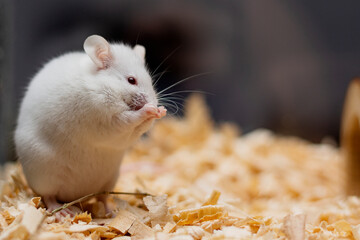 Cute white mouse with red eyes sitting on hind legs. The front legs are in front of the muzzle.