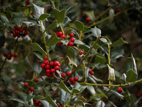 Butcher's-broom or Ruscus aculeatus plants background