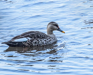 Fototapeta premium A Spot billed duck swimming