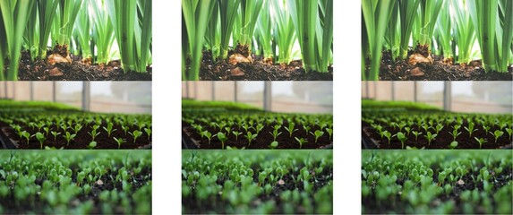collage of nature