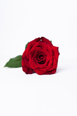 Rose frontal 