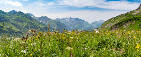 Alpenwiese in den Bergen in Österreich
