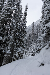 Open Snowy Road in Banff