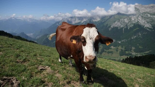 Vache de race abondance dans les Alpes