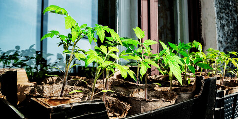 Bright sunlight illuminate green tomatoes seedling on balcony