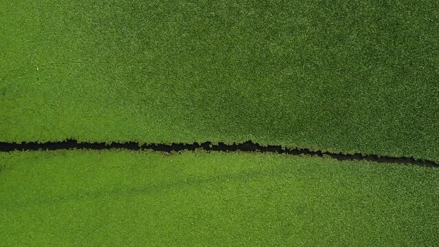 Green nature background. Aerial view of wetlands in Skadar lake. Boat road between by green lily pads, water chestnut, trap, moss covering the water national park, summer in Montenegro, drone shot