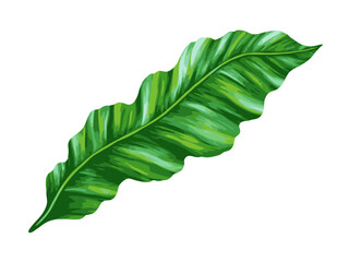Tropical jungle palm vector leaf. Realistic hand drawn illustration. Isolated on white.