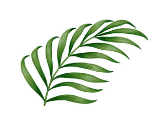 Tropical jungle palm vector leaf. Realistic hand drawn illustration. Isolated on white.
