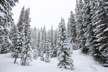Banff Alberta Canada Snowy Forest Landscape Morning