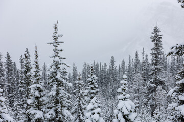 Landscape of Snow Covered Forest in Banff, Alberta Canada 2023