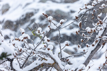 Banff National Park Wildlife Clark's Nutcracker Bird