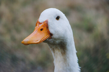 Nahaufnahme einer weissen Ente