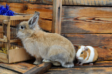 Brown rabbit and guinea pig play near a cage, friendly pets