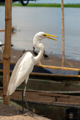 White heron on the shore of the Magdalena river with boats in the background. Colombia