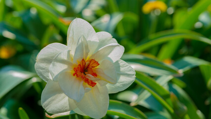 Obraz na płótnie Canvas Narcissus flower in the garden, close-up.