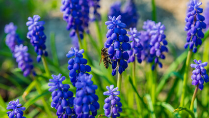 Fototapeta premium One bee collects nectar and pollen on purple flowers.