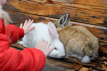 Child plays with rabbits on a wooden table